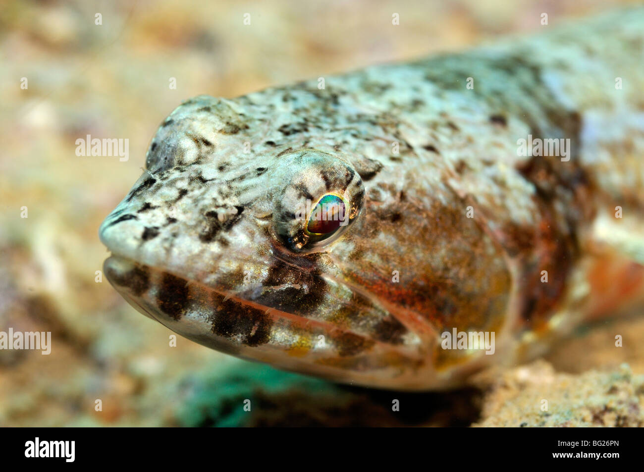 Head and eyes of reef lizardfish, Synodus variegatus Stock Photo