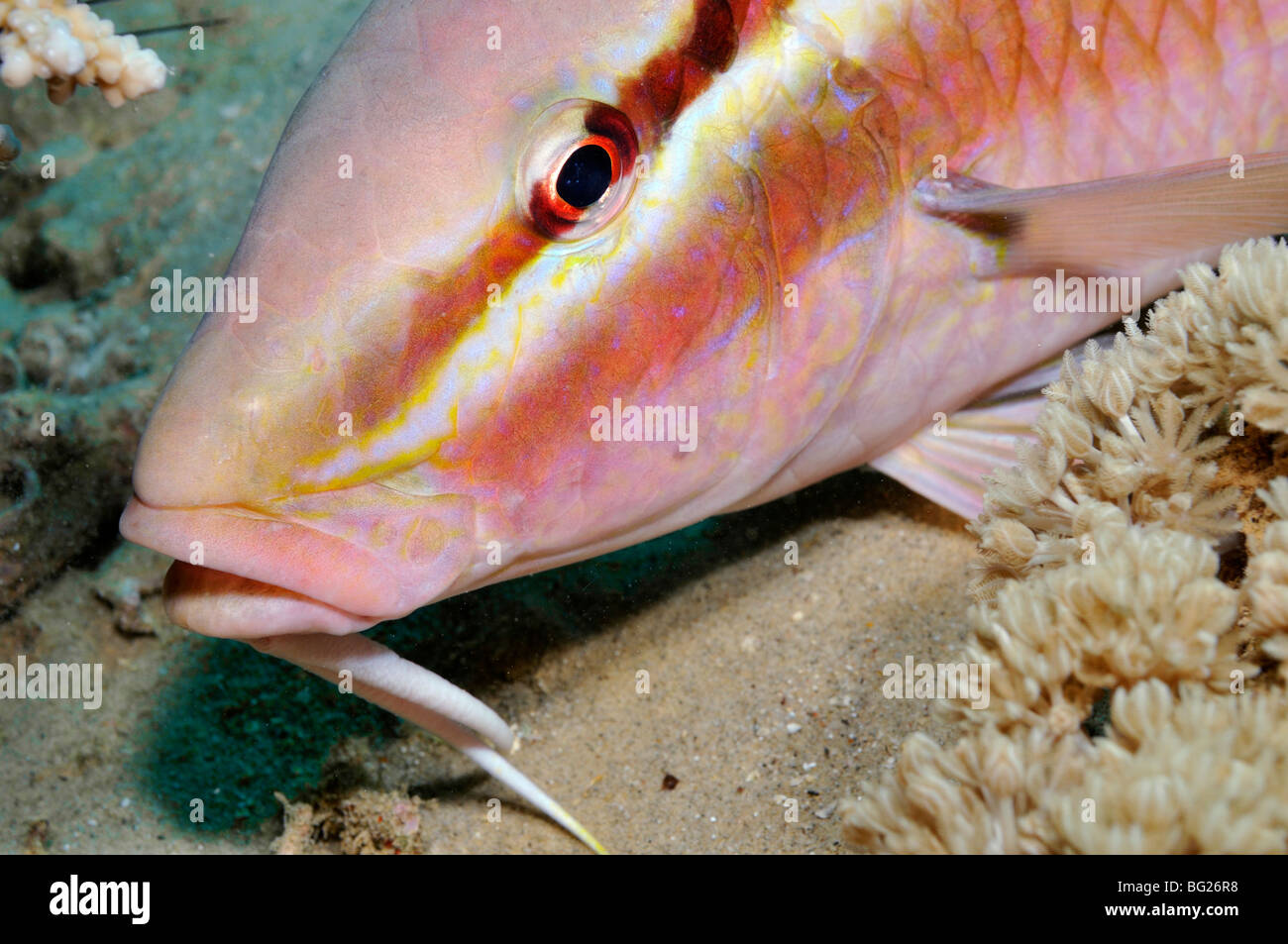 Closeup of Rosy goatfish, Parupeneus rubescens Stock Photo