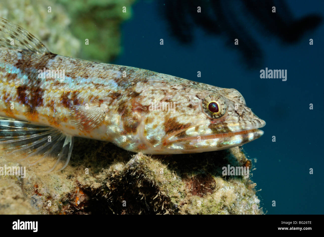 Head and eyes of reef lizardfish, Synodus variegatus Stock Photo