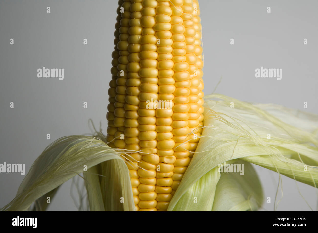 Ear of corn (Zea mays) Stock Photo