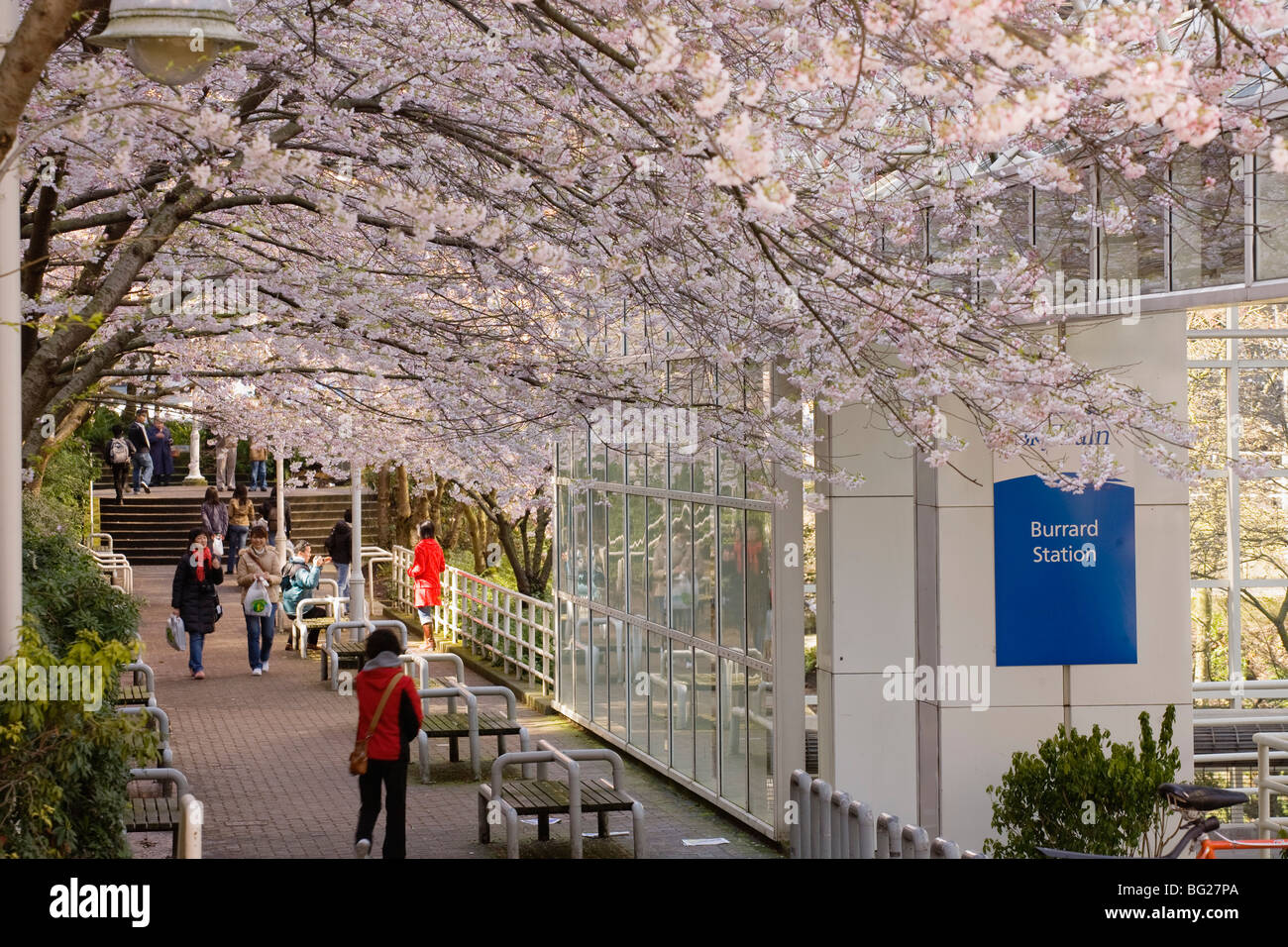 Cherry blossom trees in bloom at Burrard Station (Skytrain), Downtown