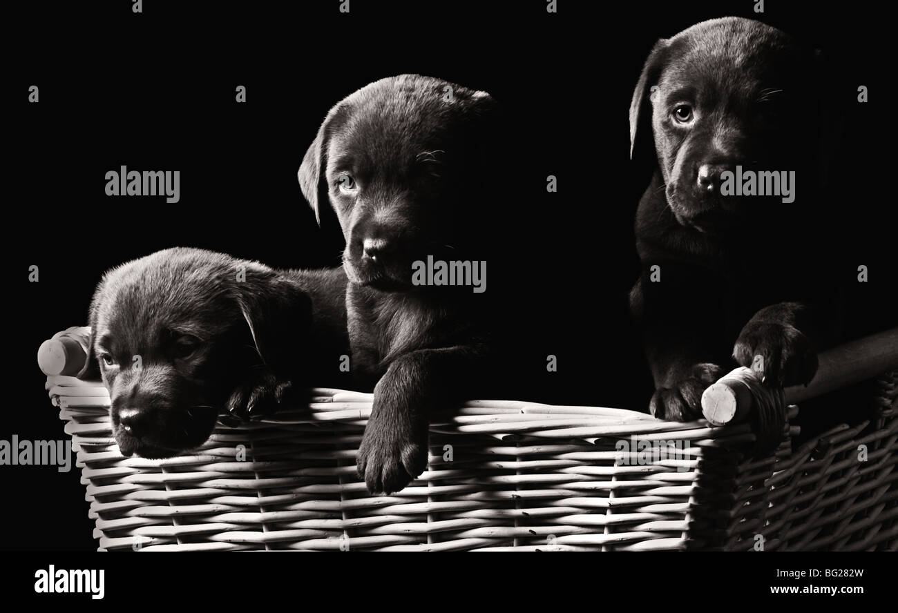 Low Key Shot of Three Labrador Puppies in a Basket Stock Photo