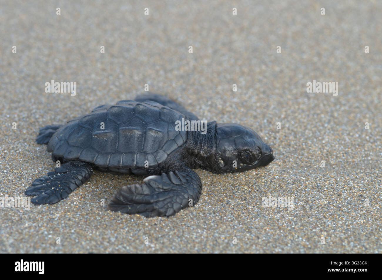 Zante. Greek island. October. Baby Loggerhead turtle (Caretta caretta) just hatched out from nest making its way to sea Stock Photo