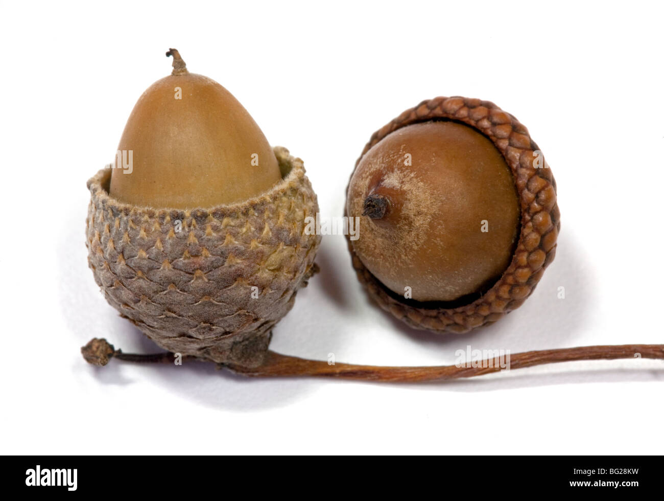 Acorn germination hi-res stock photography and images - Alamy