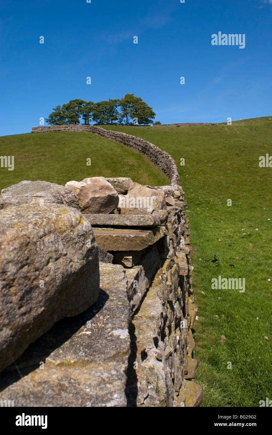 Yorkshire Stone wall leading into the distance of a farmers field Stock ...