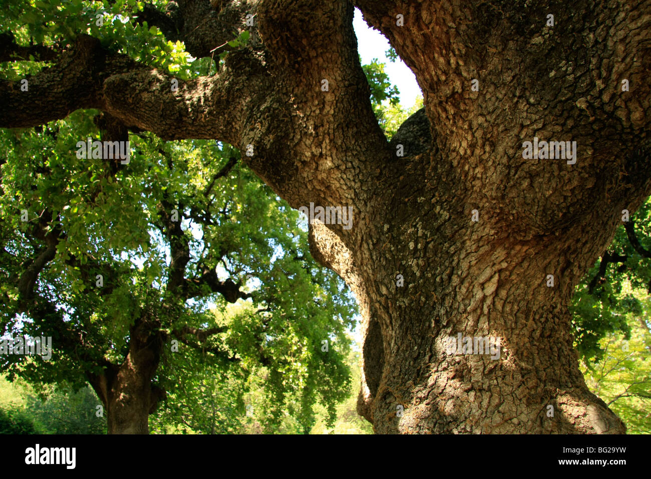 Israel, Upper Galilee, Mount Tabor Oak at Hurshat Tal National Park, in the northern part of the Hula valley Stock Photo