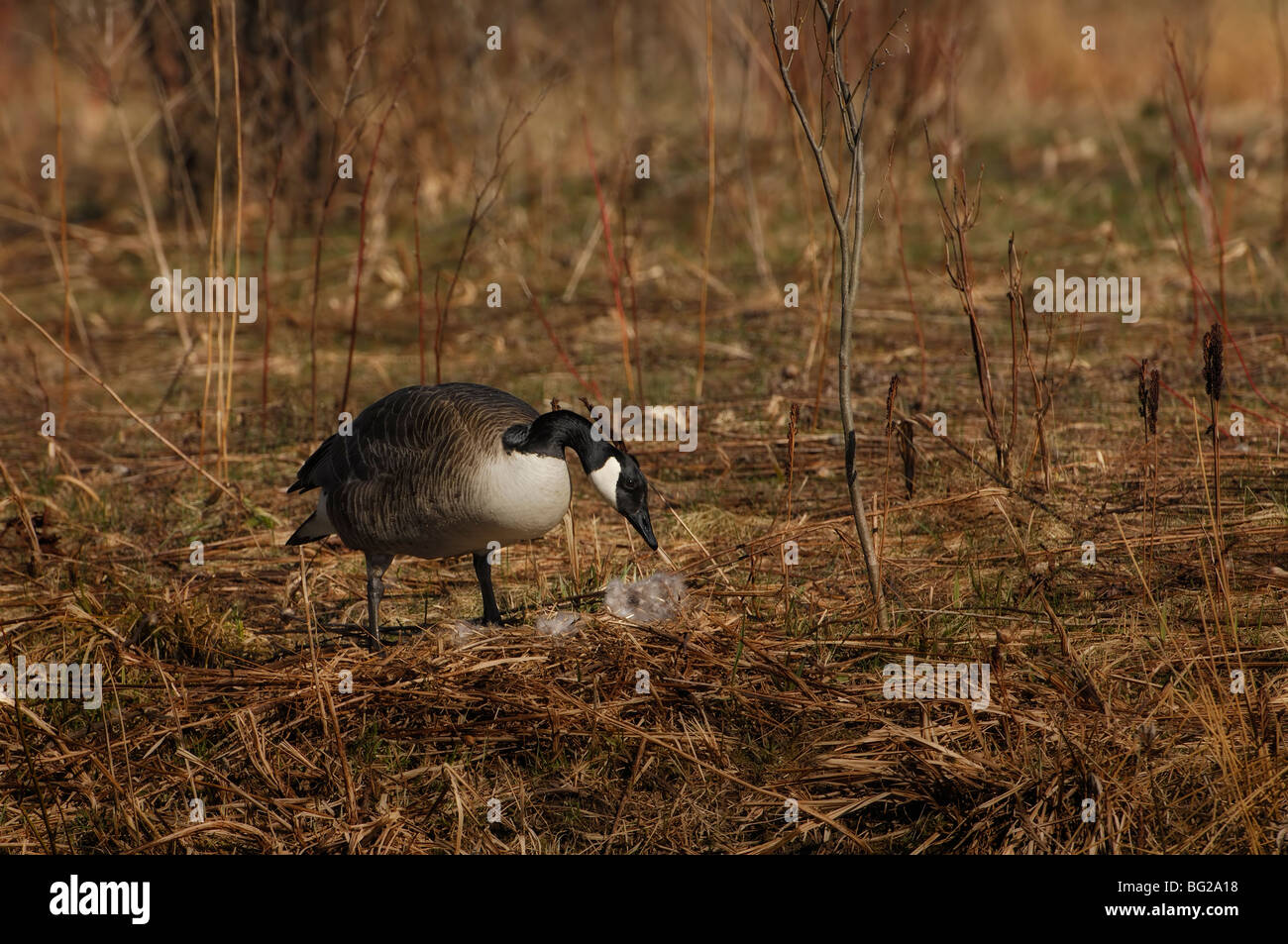 A female Canada goose feathering the nest Stock Photo