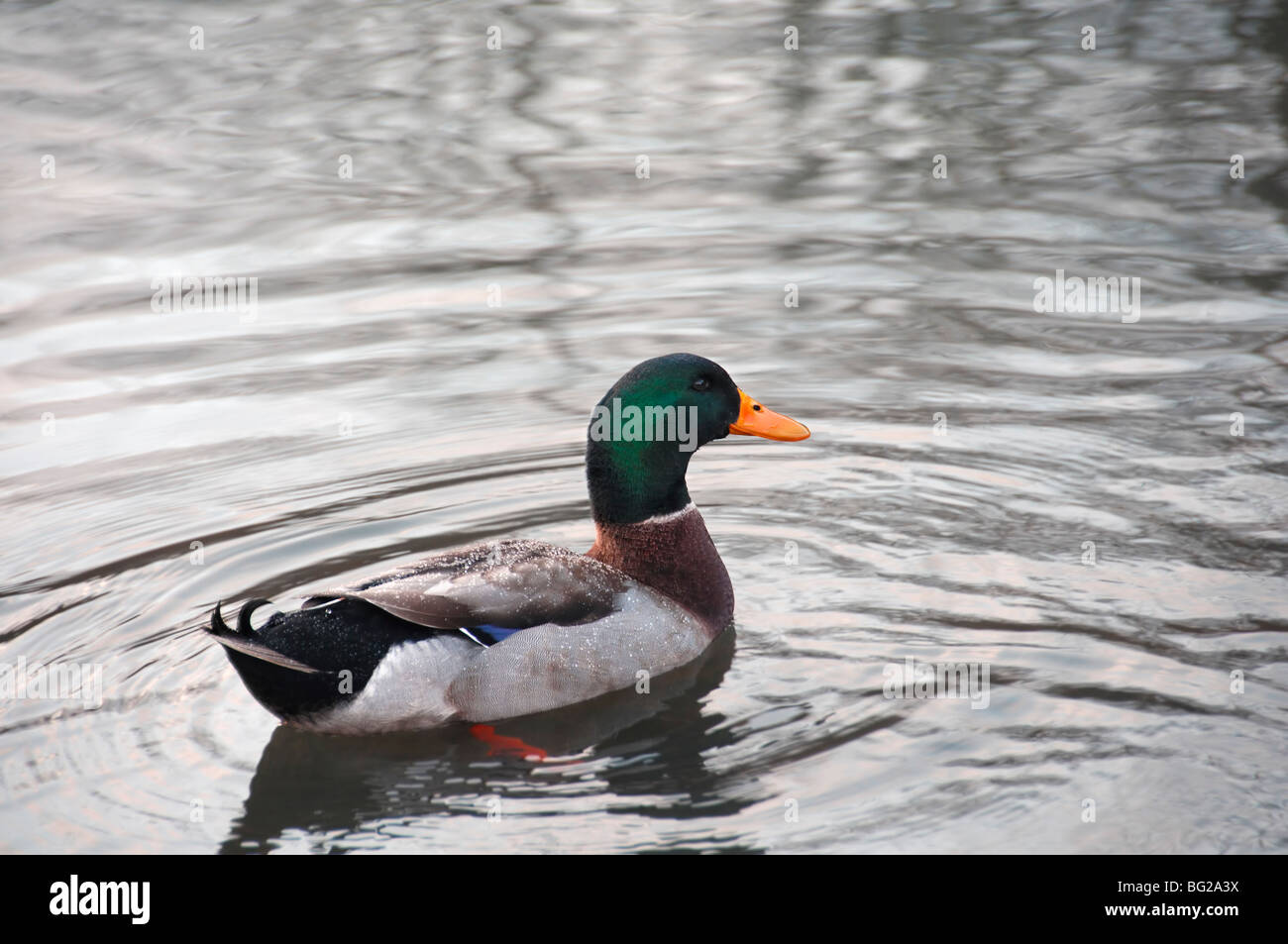 a duck swimming paddling Stock Photo Alamy