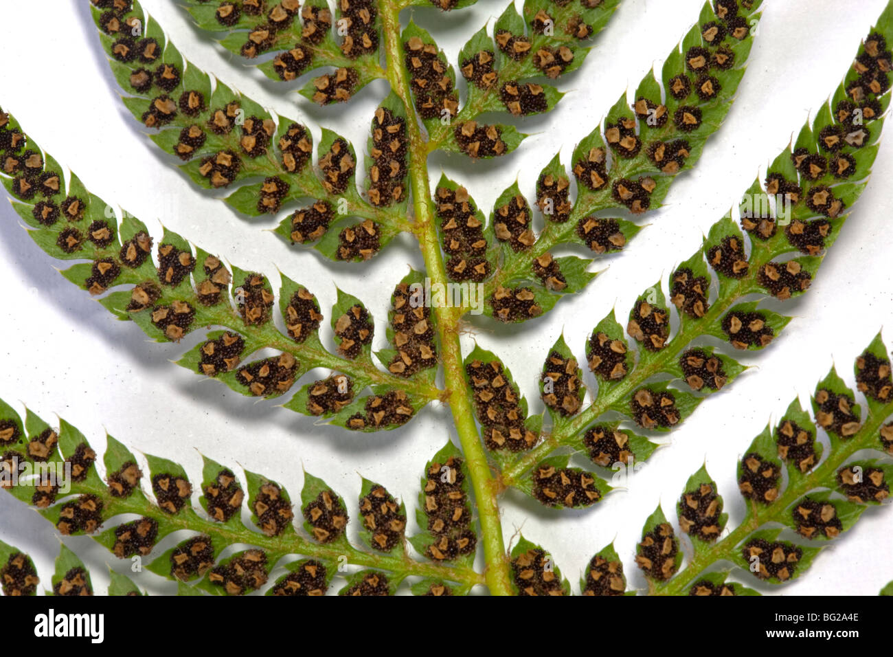 Underside of Blechnum species Fern Leaf showing Spores/Seeds Stock Photo