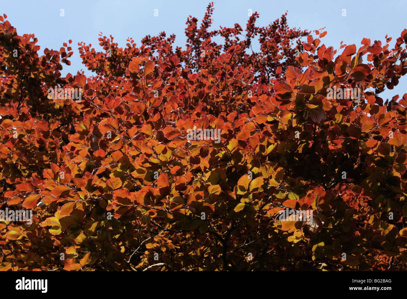 The copper tree hires stock photography and images Alamy