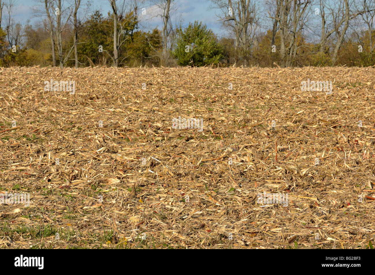 Chopped up corn stalks used as mulch on a field after harvest Stock
