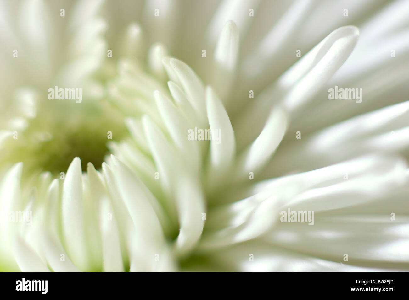 Winter Chrysanthemum Stock Photo