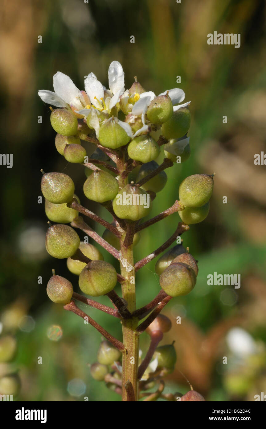 Common Scurvygrass - Cochlearia officinalis Stock Photo