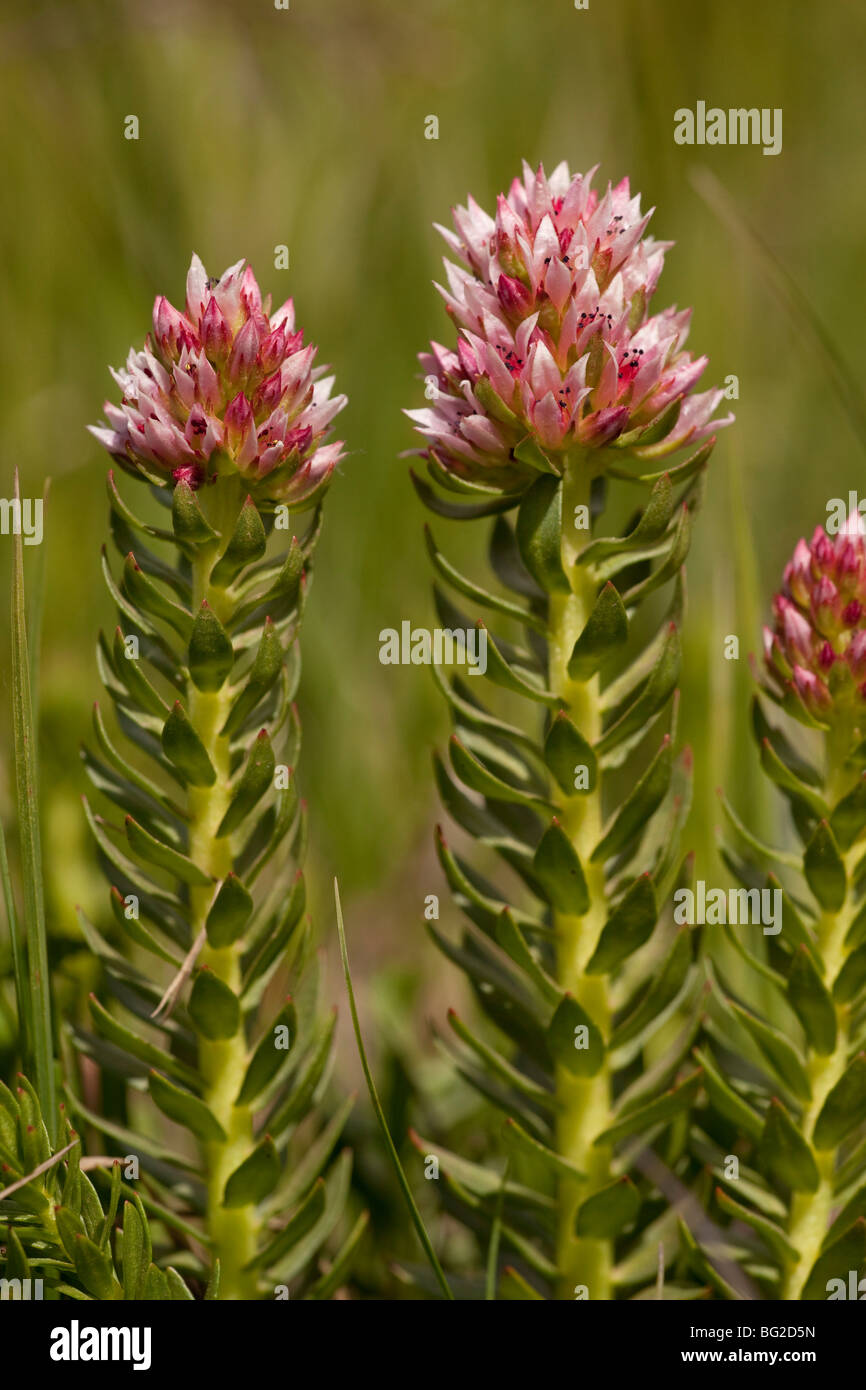 Rosecrown, Queenscrown, redpod stonecrop, or red orpine Sedum rhodanthum = Clementsia, Stock Photo