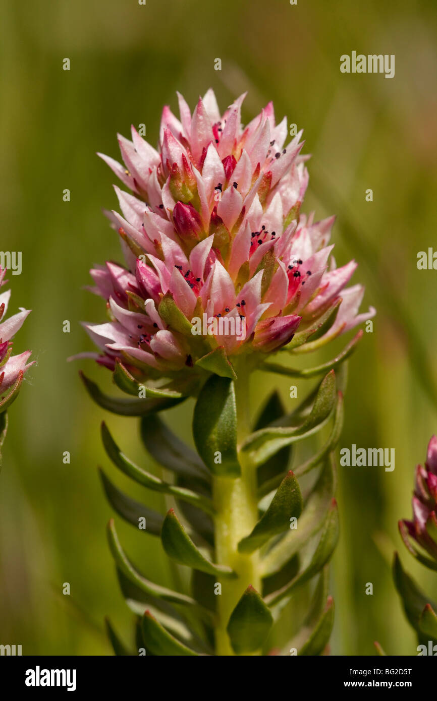Rosecrown, Queenscrown, redpod stonecrop, or red orpine Sedum rhodanthum = Clementsia, The Rockies, Stock Photo