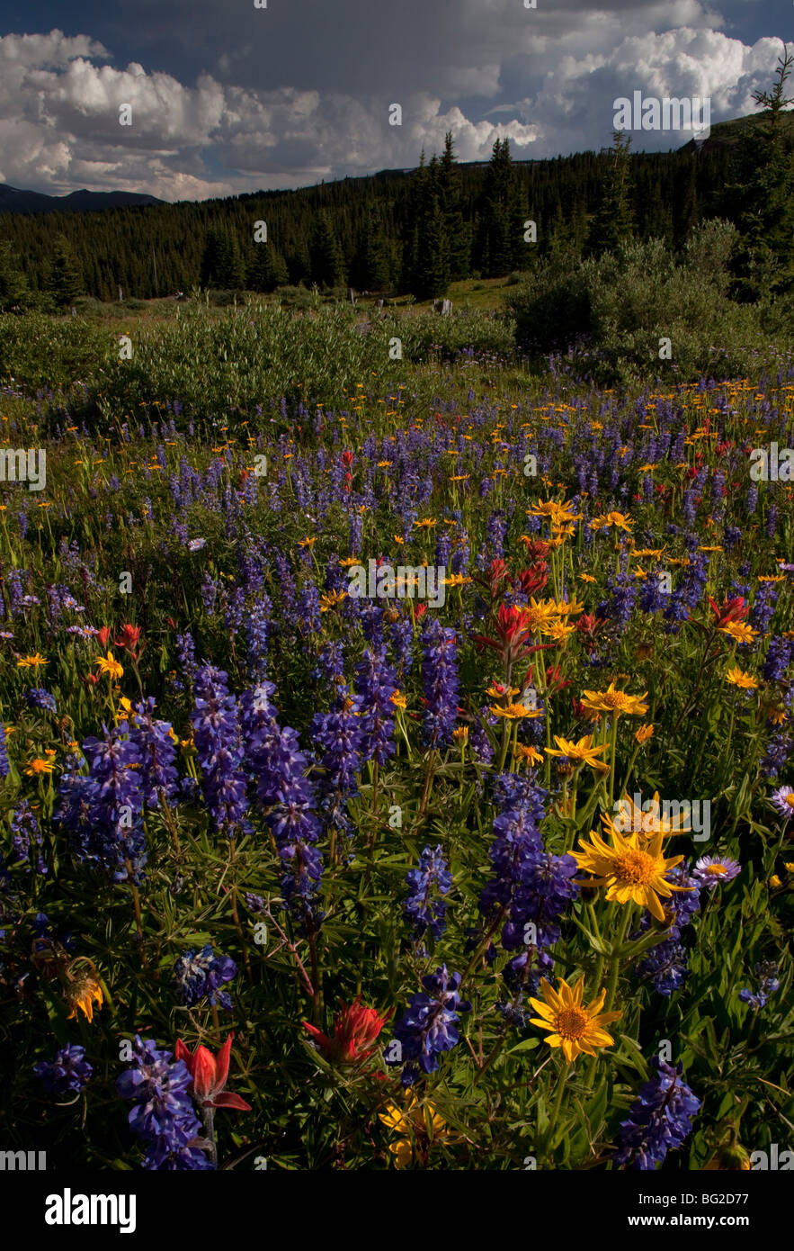 Spectacular early summer flowers, including arnica, lupin, paintbrush etc, on Shrine Pass near Vail, rockies Stock Photo