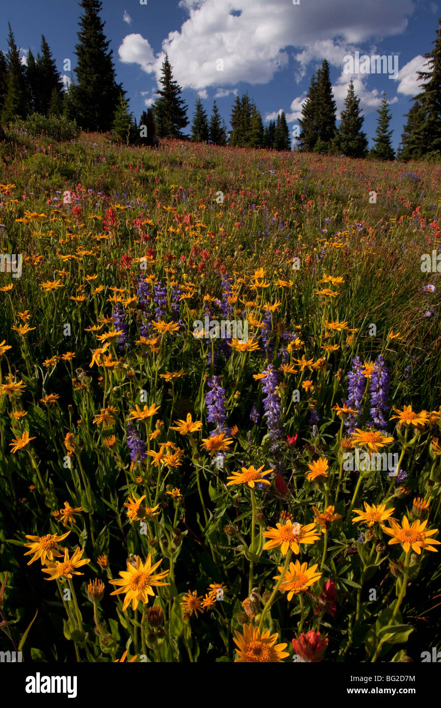 Spectacular early summer flowers, including arnica, lupin, paintbrush etc, on Shrine Pass near Vail, rockies Stock Photo