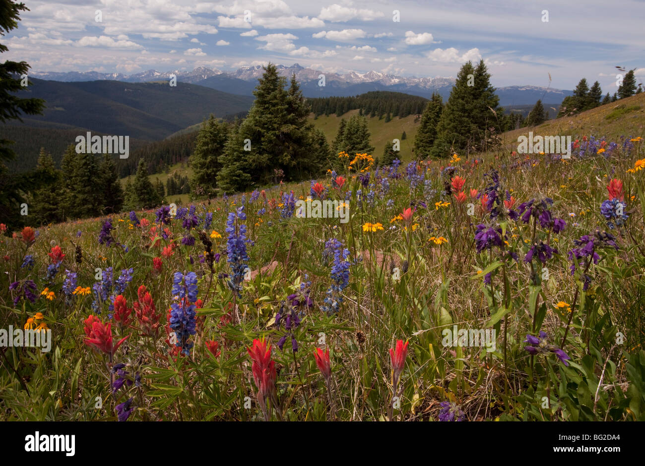 Spectacular early summer flowers, including arnica, lupin, paintbrush etc, on Shrine Pass near Vail, at about 11,000 ft Stock Photo