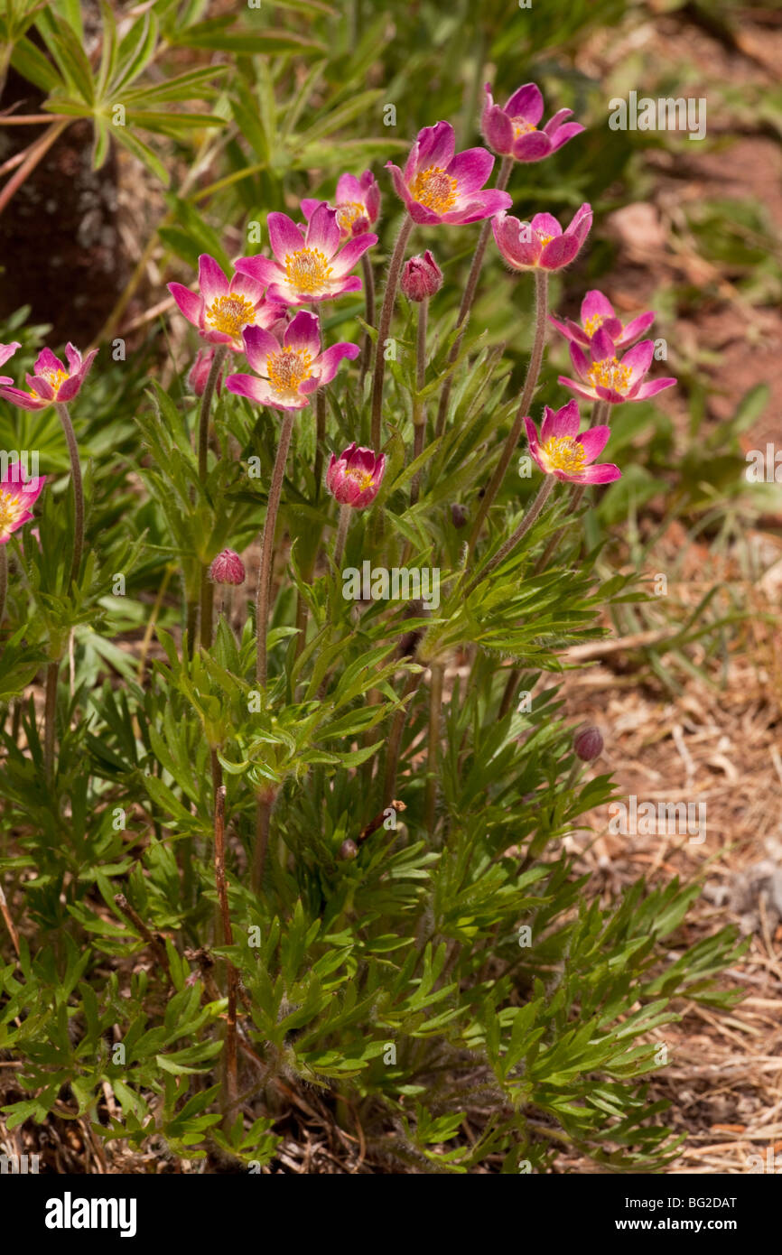 Red Anemone, red windflower or Globe Anemone Anemone multifida ssp. globosa = Anemone globosa, Vail, The Rockies Stock Photo