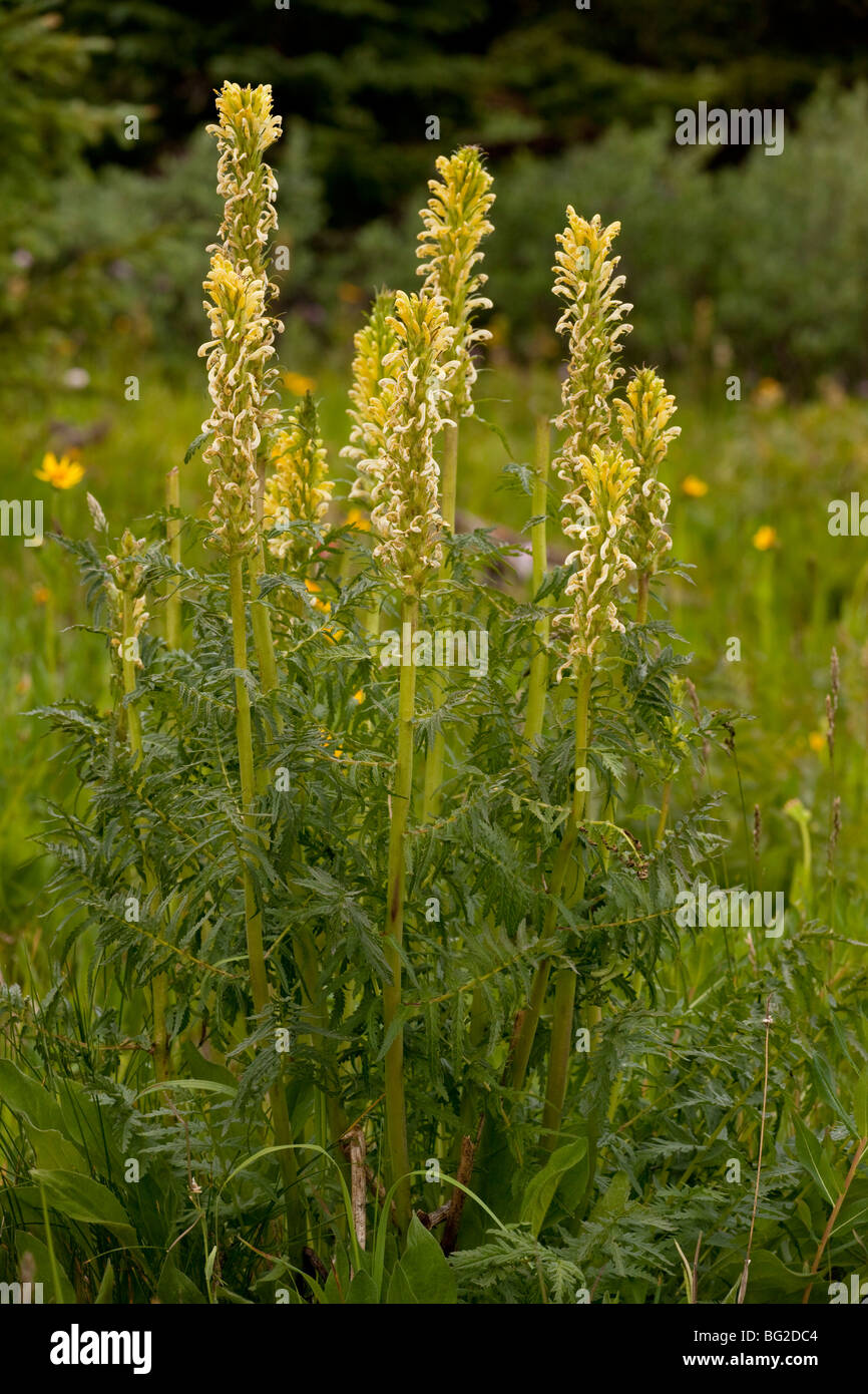 Fernleaf lousewort or Bracted Lousewort Pedicularis bracteosa var. paysoniana, The Rockies, Colorado, USA, North America. Stock Photo