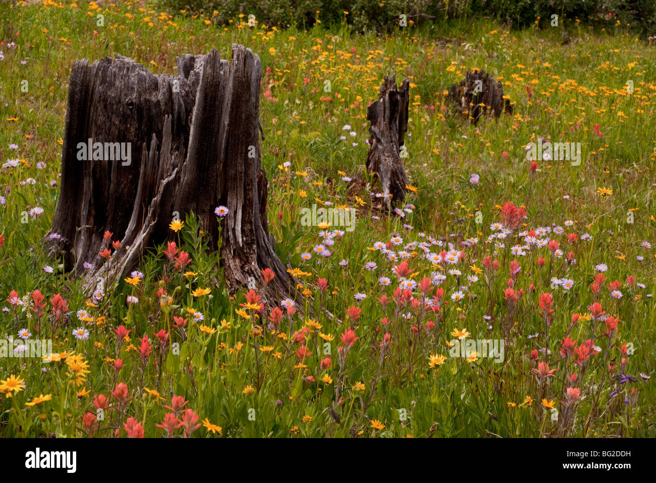 Spectacular early summer flowers, including arnica, aster, paintbrush etc, among old felled trees, on Shrine Pass, Rockies, Co Stock Photo