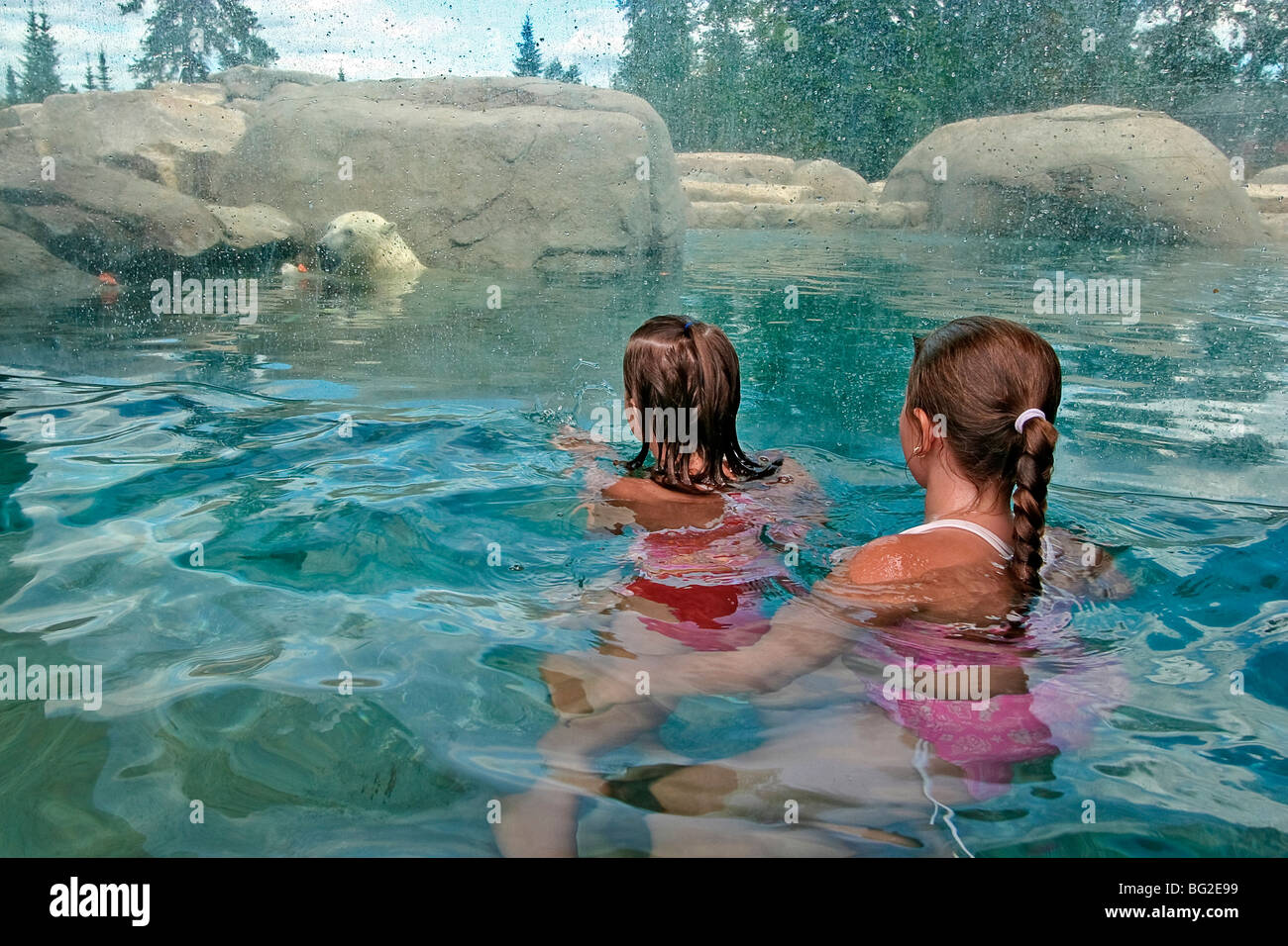 Cochrane polar bear habitat hi res stock photography and images alamy