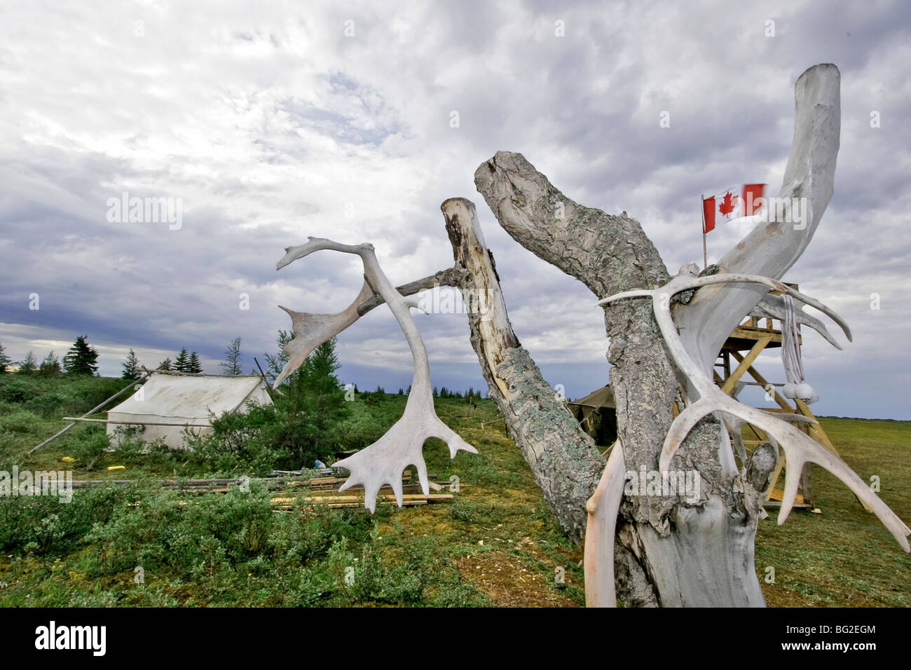 Polar bear provincial park hires stock photography and images Alamy