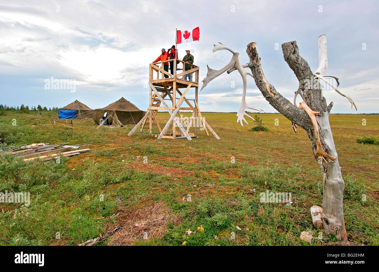 Polar bear provincial park ontario hires stock photography and images