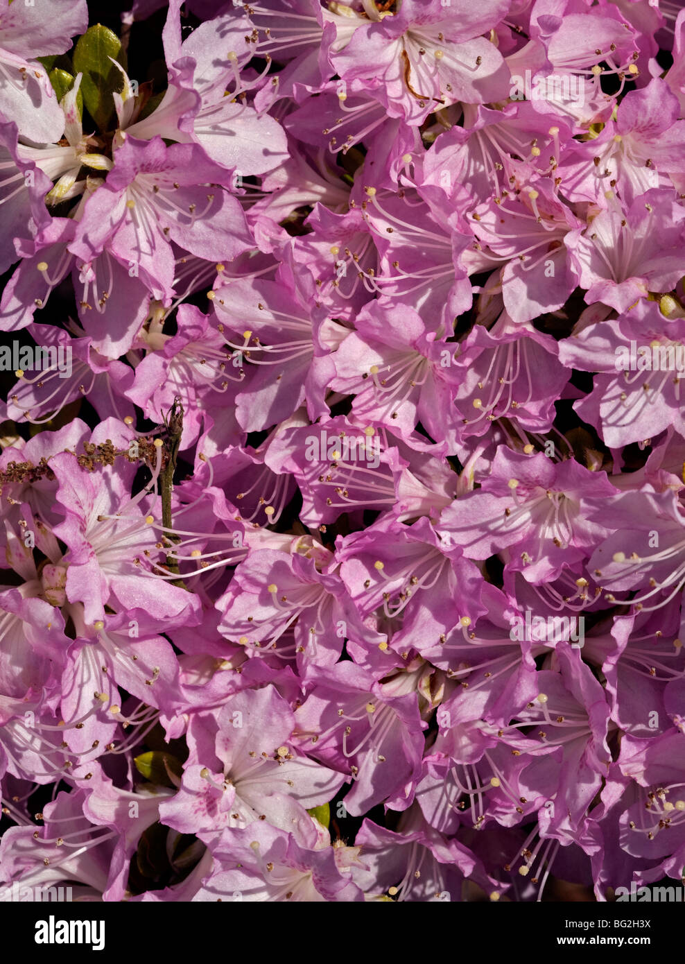 Rhododendron Buccaneer Stock Photo