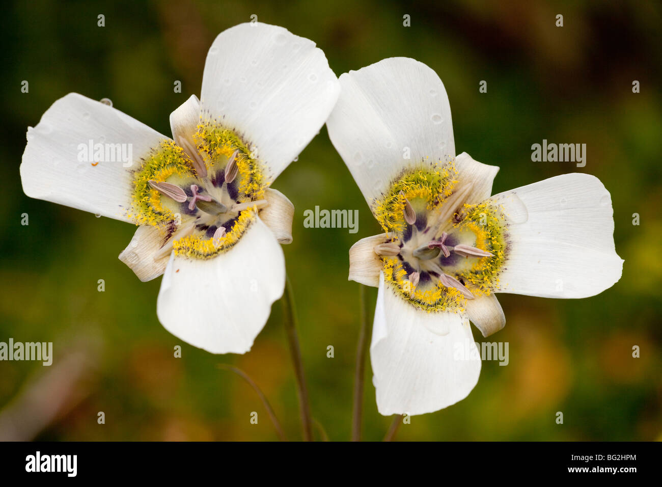 A Mariposa lily Calochortus gunnisonii near Crested Butte, The Rockies, Colorado, USA, North America. Stock Photo