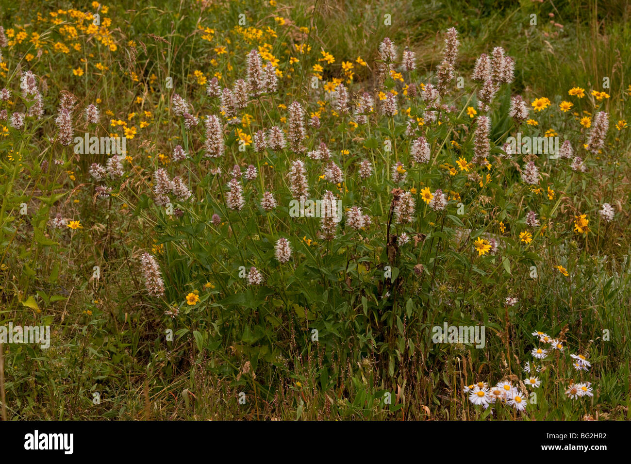 Giant Hyssop or Giant-Hyssop Agastache urticifolia; edible plant, in The Rockies, Colorado, USA, North America. Stock Photo