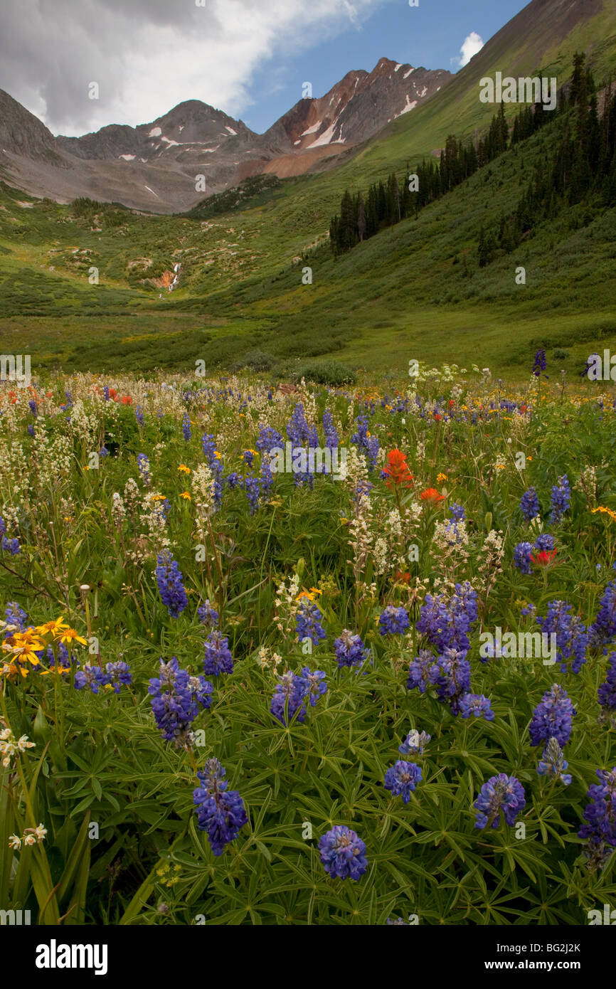 Spectacular alpine flowers including lupines, paintbrushes, and blue columbine in Rustler's Gulch, Maroon Bells wilderness Stock Photo