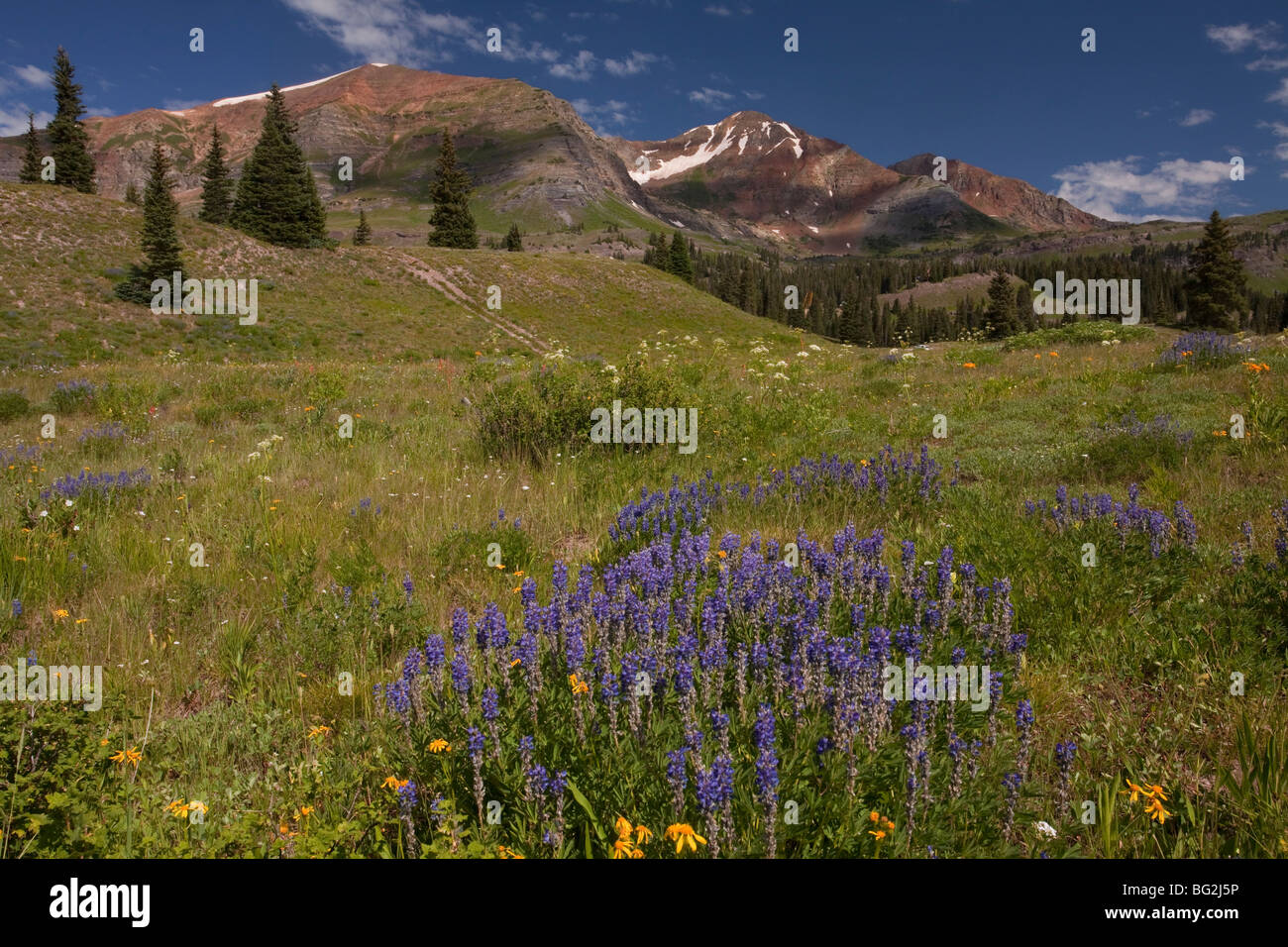 Alpine flowers including lupines at Ruby Peak above Lake Irwin, Crested Butte, The Rockies, Colorado, USA, North America. Stock Photo