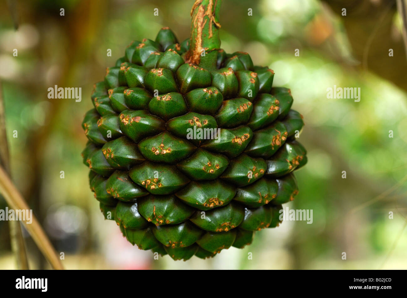 Seed pod of Screw Pine fruit, Pandanus spec., Mauritius Stock Photo
