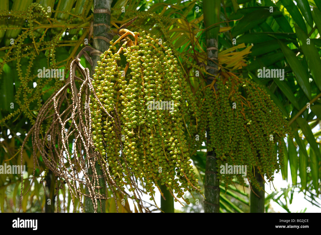TÌNH YÊU CÂY CỎ ĐV 11   - Page 20 Fruits-of-a-palm-tree-caryota-cumingii-arecaceae-mauritius-BG2JCE
