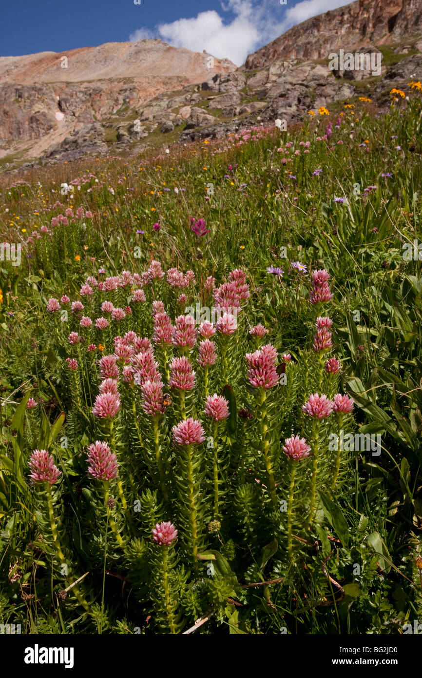 Rose Crown or Queen's Crown Sedum rhodanthum = Clementsia and other flowers at Bullion Lake-Porphyry area, San Juan mountains Stock Photo