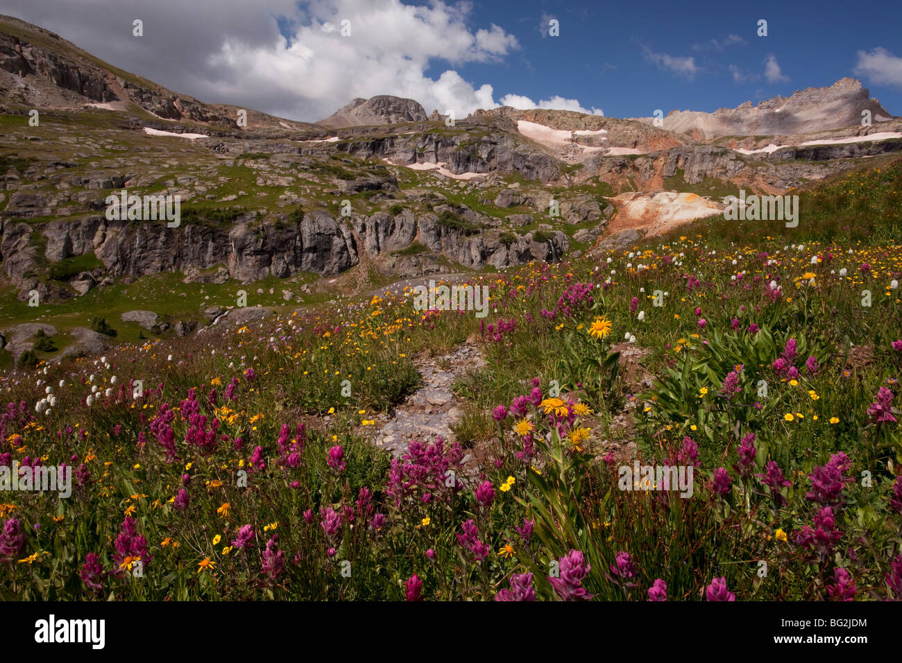 Spectacular summer alpine flowers including Rosy Paintbrush Castilleja rhexifolia at Bullion Lake-Porphyry area, San Juan mts Stock Photo