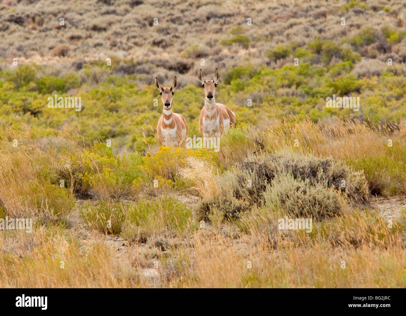 Two Pronghorns or pronghorn antelope Antilocapra americana in High sagebrush desert, north of Rocksprings, Wyoming Stock Photo