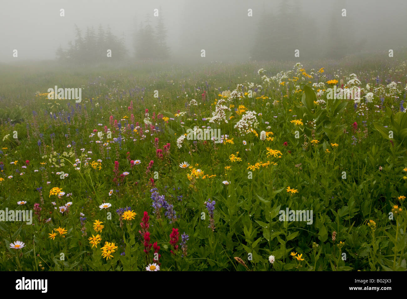 Beautiful alpine wildflowers, including lupins, paintbrush, valerian, arnica etc, around Tipsoo Lake, Chinook Pass, Mt Rainier Stock Photo