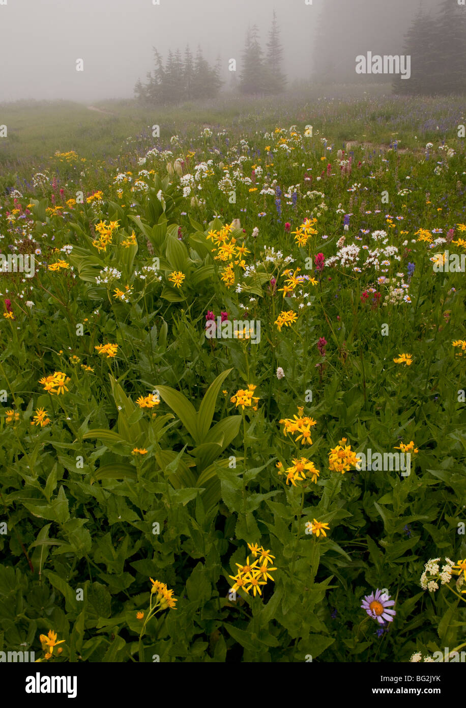 Beautiful alpine wildflowers including paintbrush, valerian, arnica at