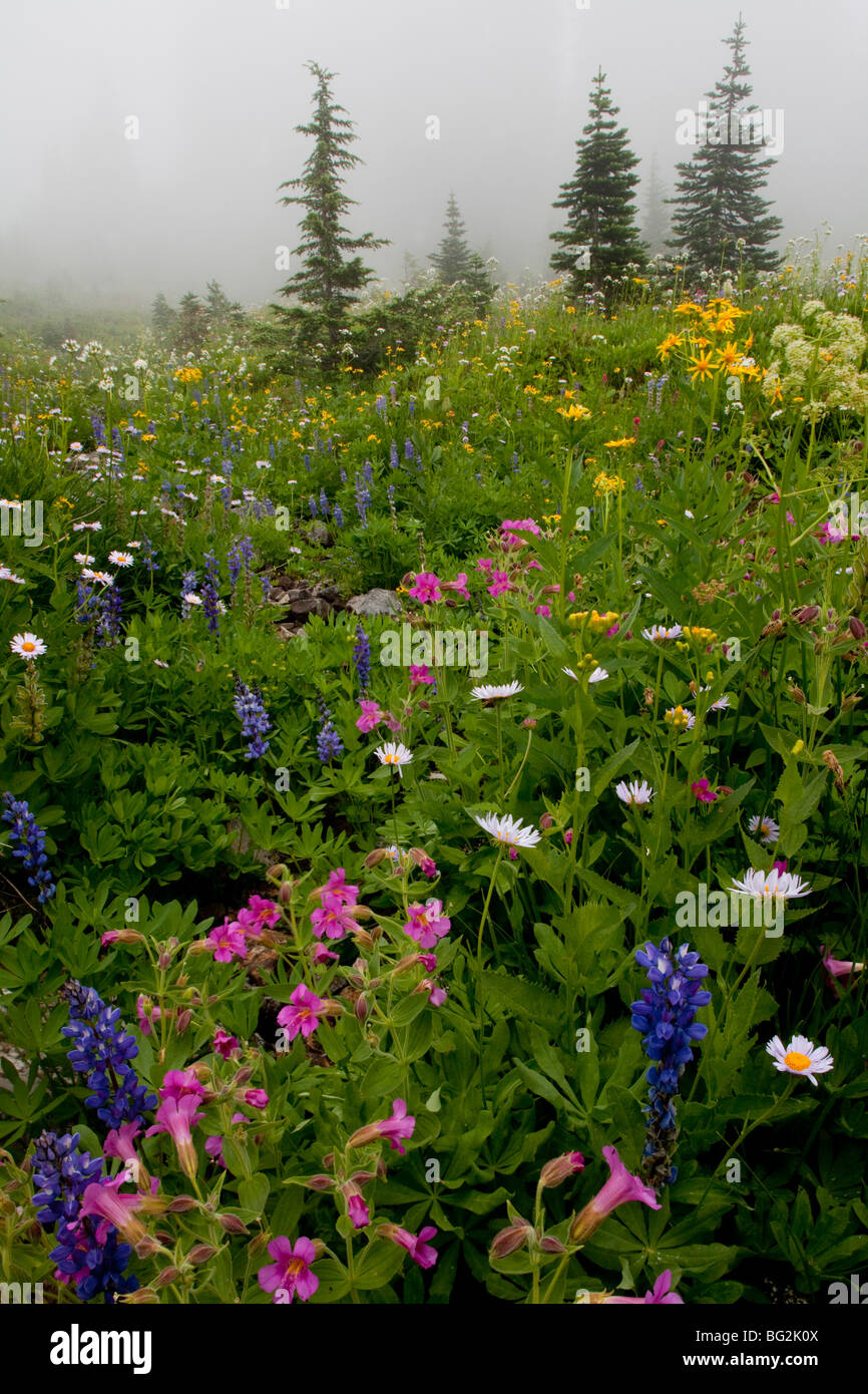 Spectacular alpine flowers including Purple Monkeyflower Mimulus lewisii, lupines etc above Chinook Pass, Mount Rainier Stock Photo