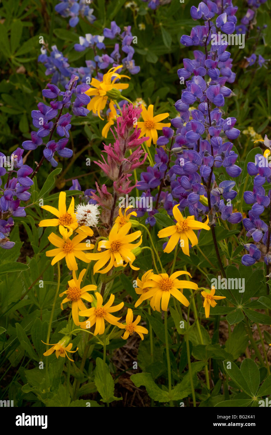 Mountain flowers - broadleaf Arnica, Magenta Paintbrush, lupins etc; Mount Rainier National Park, Washington Stock Photo