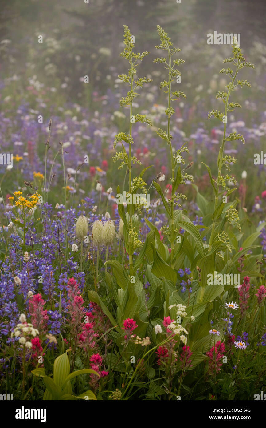 Green Corn Lily or Green False Hellebore Veratrum viride and other