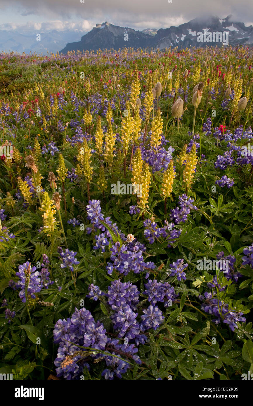 Spectacular summer alpine flowers including Bracted Lousewort Pedicularis bracteosa, Paintbrush, Lupines, Mount Rainier Stock Photo