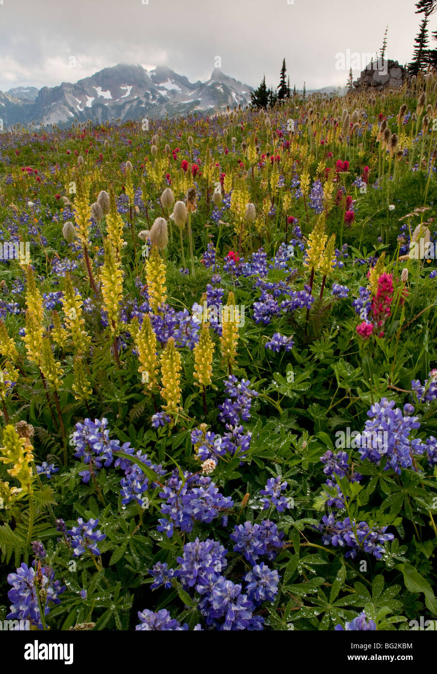 Spectacular summer alpine flowers including Bracted Lousewort Pedicularis bracteosa, Paintbrush, Lupines, Mount Rainier Stock Photo