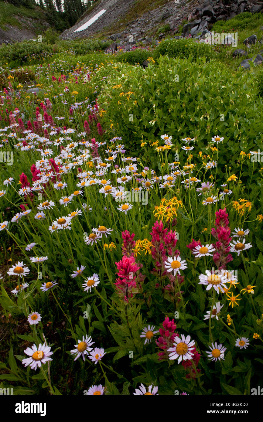 Mountain daisy Erigeron peregrinus ssp. callianthemus, Magenta Paintbrush Castilleja parviflora  Mount Rainier Stock Photo