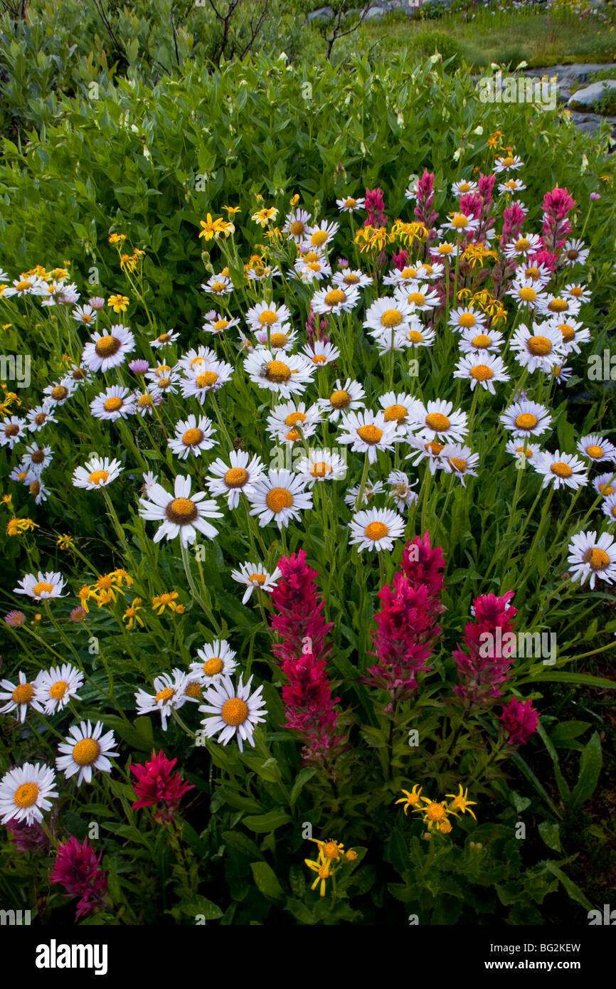 Mountain daisy Erigeron peregrinus ssp. callianthemus, Magenta Paintbrush Castilleja parviflora and other flowers, Mt Rainier Stock Photo