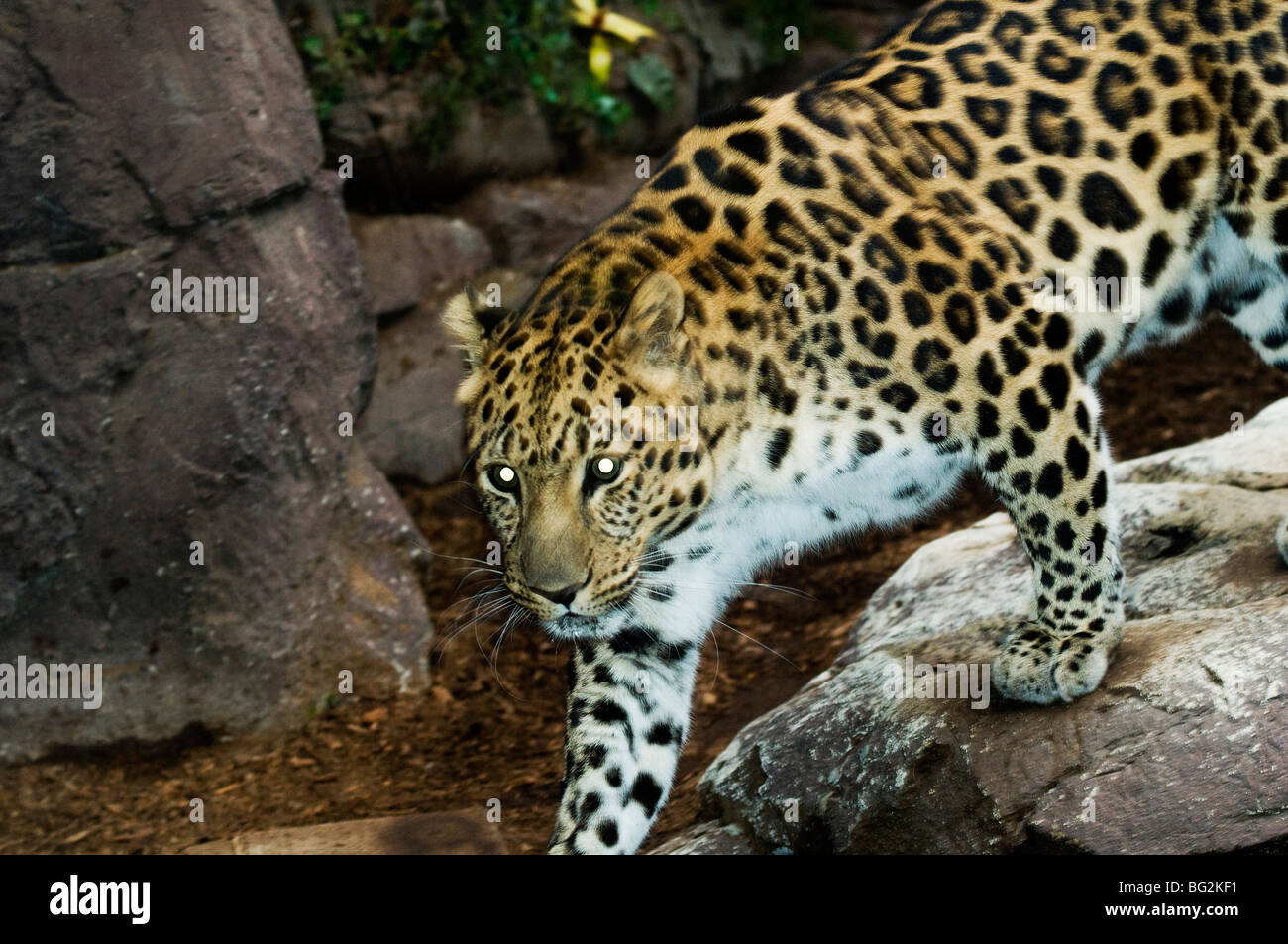 A beautiful mountain leopard. Stock Photo