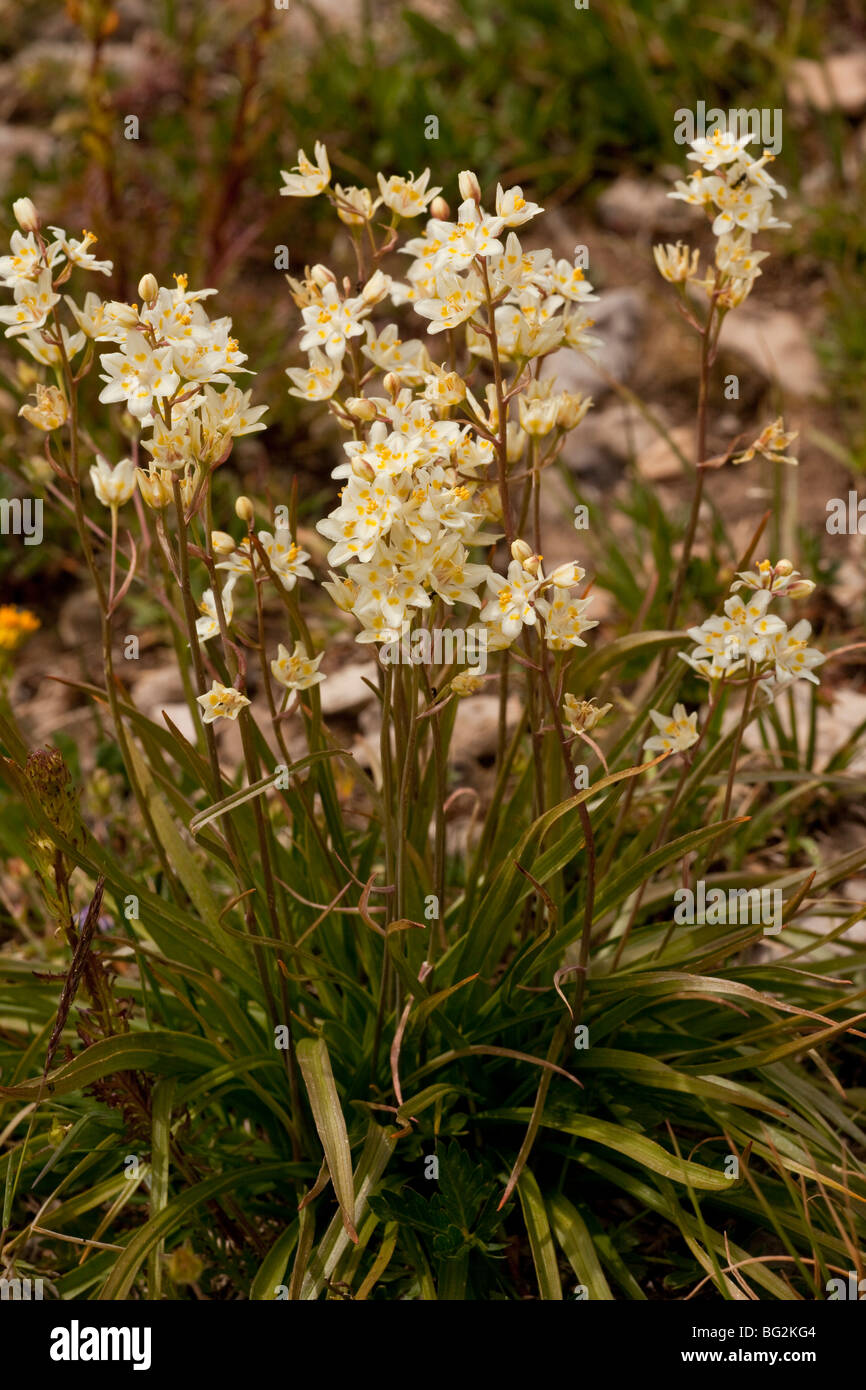 Death Camas, Wand Lily or Poison Sego, Anticlea elegans = Zigadenus elegans in the Grand Tetons National Park, Wyoming Stock Photo