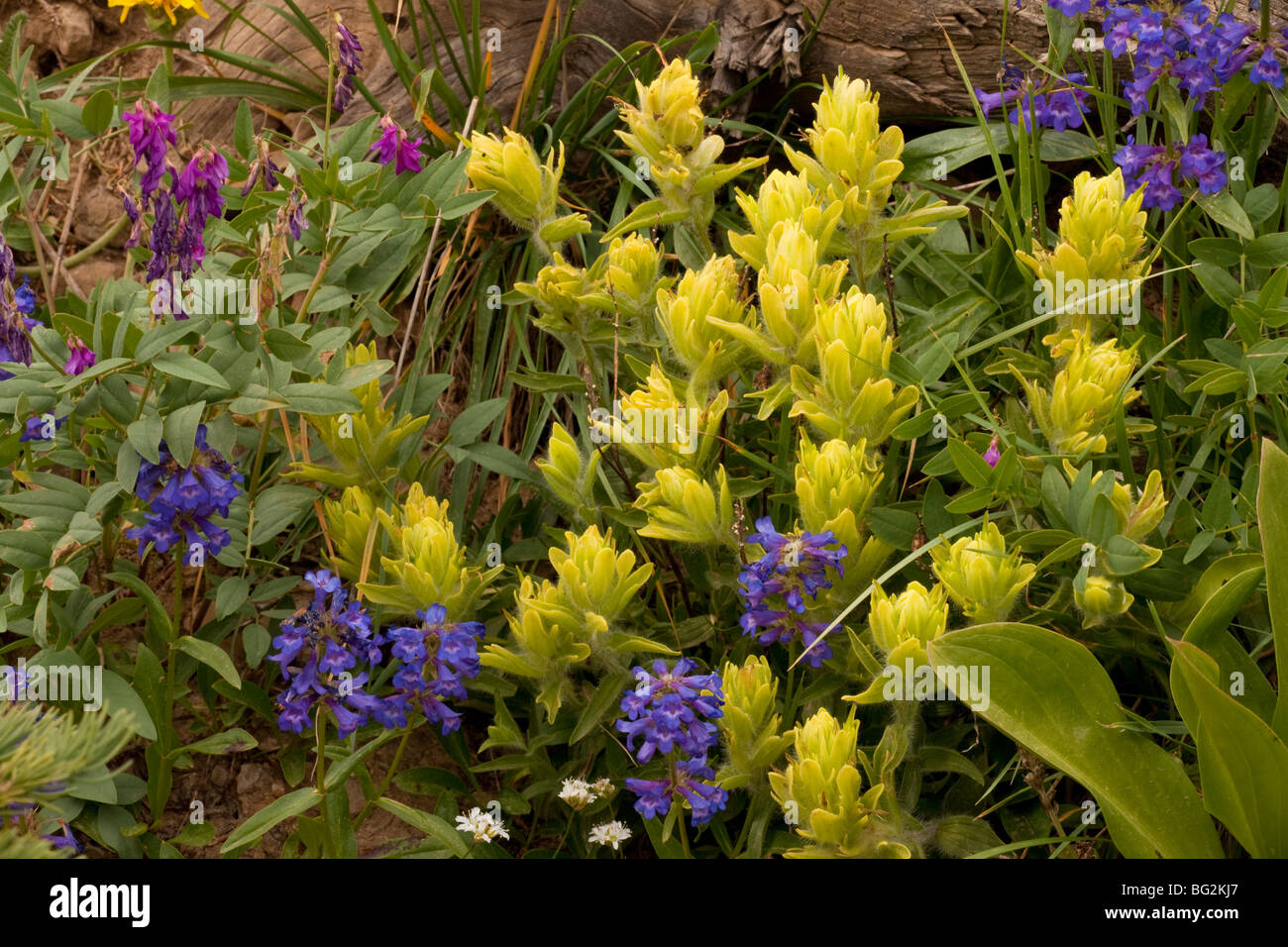 Tundra or Western Paintbrush Castilleja occidentalis, Little Penstemon Penstemon procerus and other flowers, grand teton Stock Photo